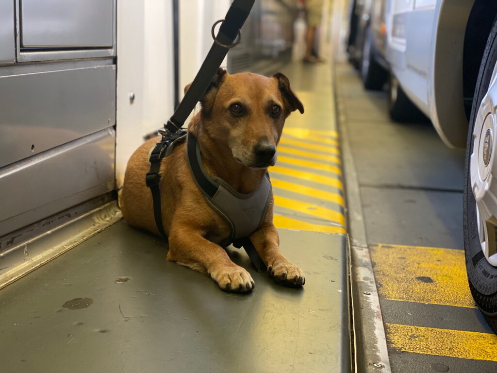 Ziggy in de Eurotunnel naar Engeland