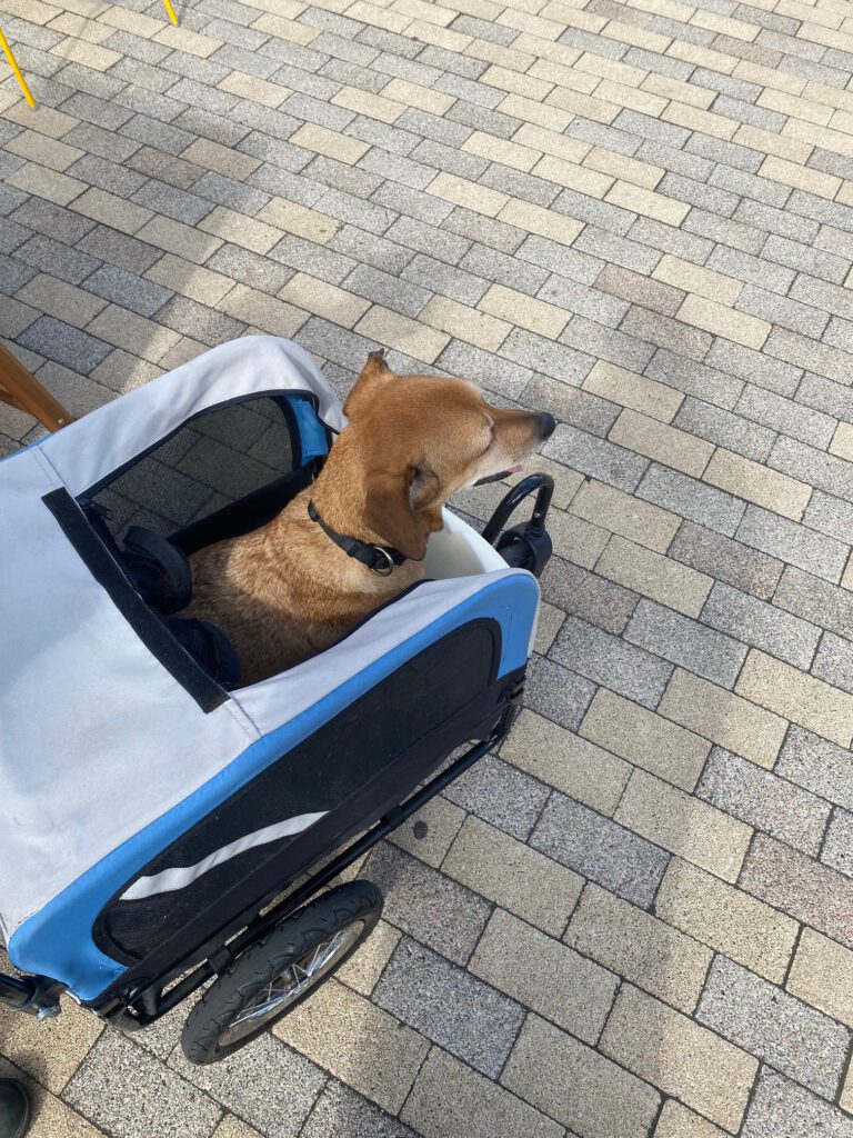 Ziggy in zijn kar, is toch fijner dan de Eurotunnel :)