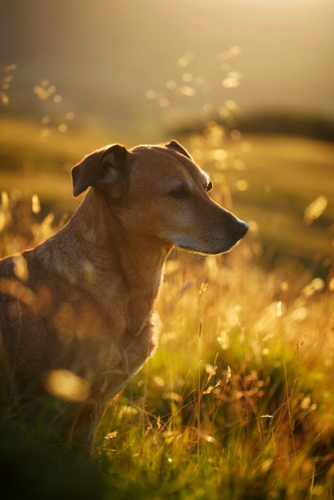 Ziggy tijdens de zonsondergang