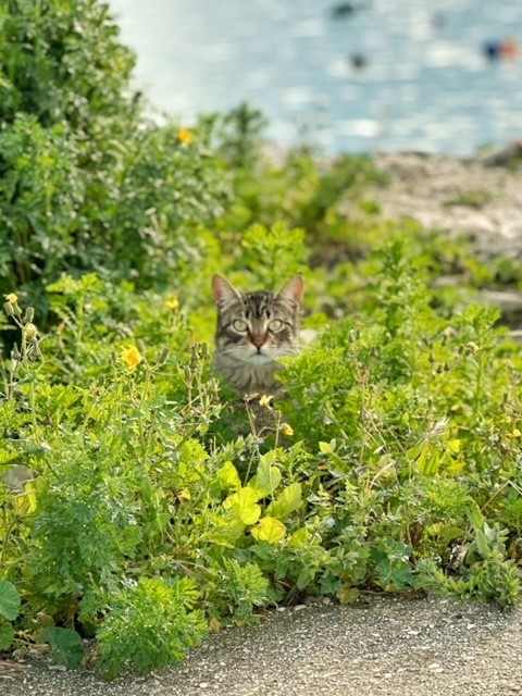 Feed the strays