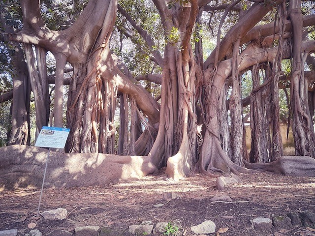 Ficus Magnolioide - Palermo