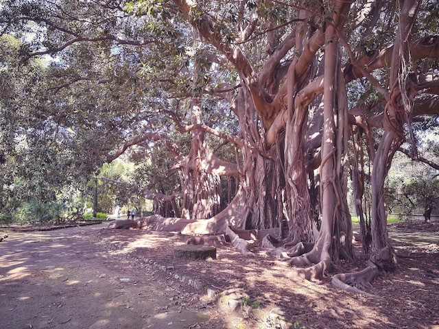 Ficus Magnolioide - Palermo