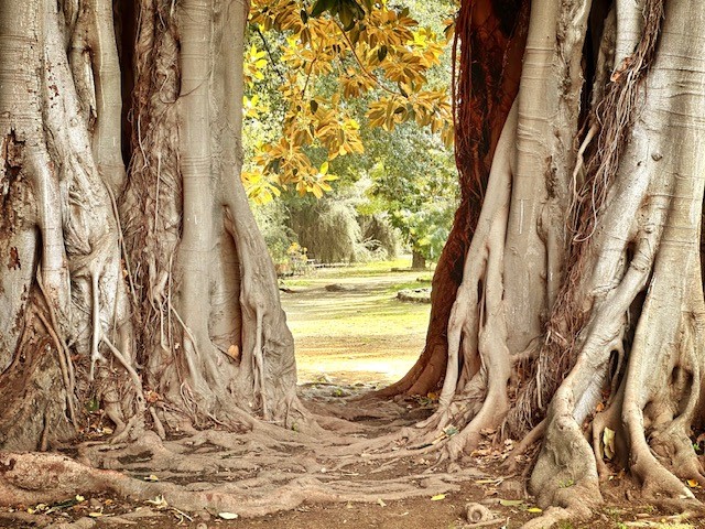 Ficus Magnolioide - Palermo