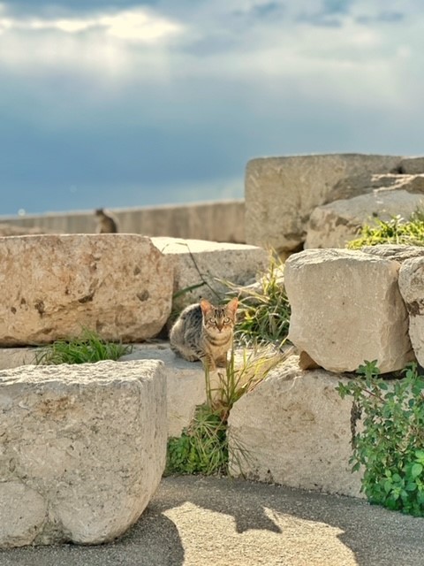 Feed the strays